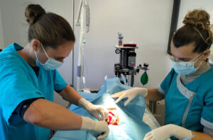 Chirurgie & hospitalisation