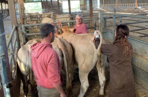 Suivi d’élevage & identification