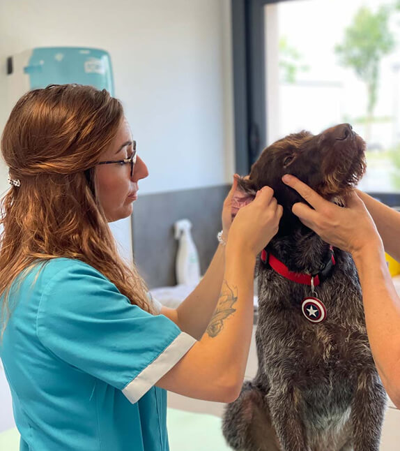 LF-English-Services-2 Veterinary clinic services