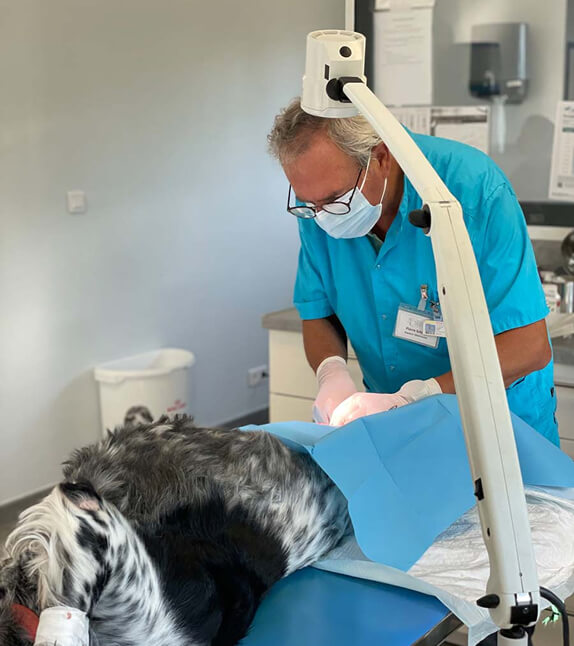 LF-English-Vet-2 Vet clinic