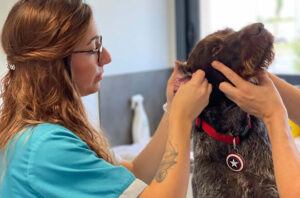 Services Ostéopathie & bien être