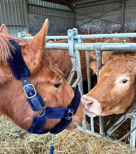 Rural et equin - clinique vétérinaire doué la fontaine