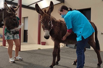 anes - Clinique Vétérinaire doué La Fontaine
