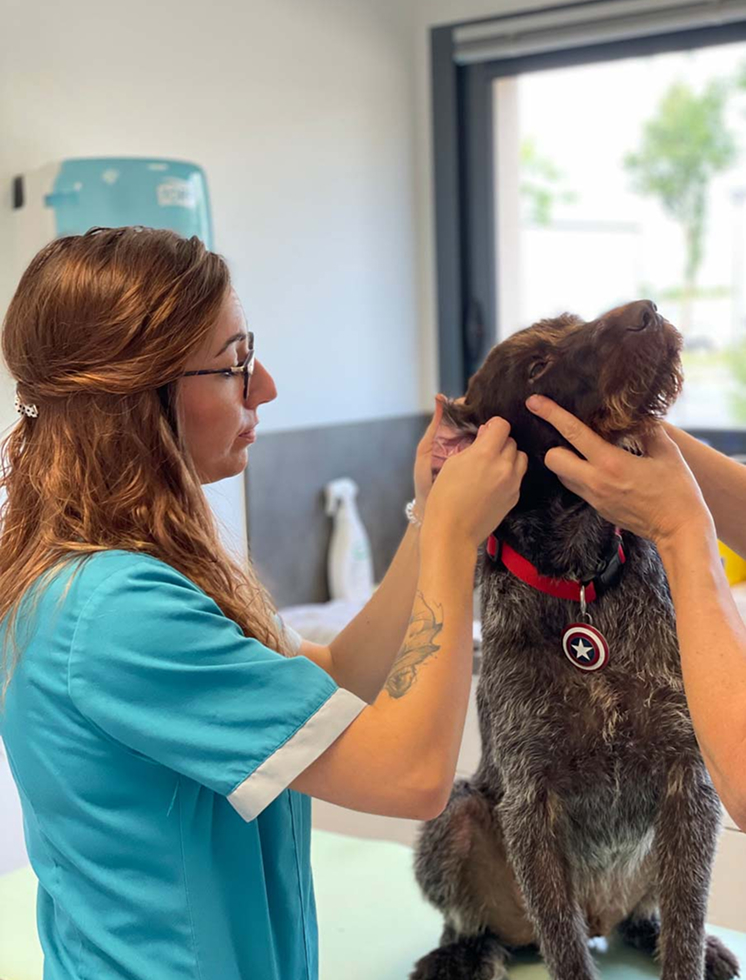 consultation - clinique vétérinaire doué la fontaine