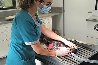 service - dentisterie